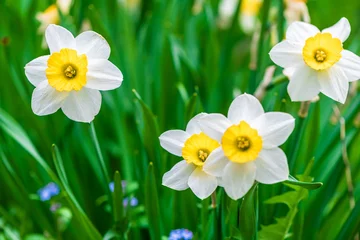 Foto auf Acrylglas weiße Blumen Narzisse auf Grashintergrund. Feder © iloli