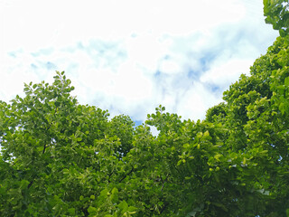 Obraz premium linden leaves in spring on sky background. green wall to the sky