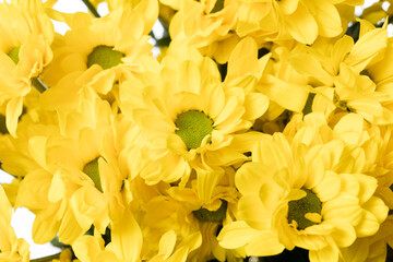 Chrysanthemum barolo yellow. Close up beautiful flower isolated on white studio background. Design elements for cutting. Blooming, spring, summertime, tender leaves and petals. Copyspace.