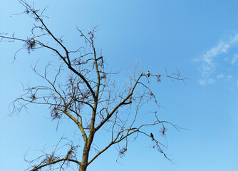 crows on dead tree against blue sky