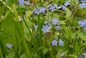 A rare inflorescence in a forget-me-not Bud - 6 petals. These inflorescences are visible in the center of the image and in the lower-left corner. 