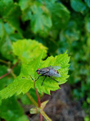 big gray fly sits on a green leaf of hop. Agricultural pests and disease vectors. Macro shot. Spring plants and insects