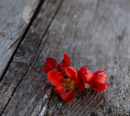 Flowers of red, white and blue lie on an old wooden surface.