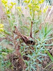 large steppe grasshopper, locust sits in the grass. Agricultural pests. Macro shot. Spring plants and insects