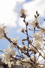 cherry blossom in spring