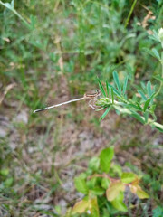 small dragonfly sits on the tip of a green plant. Spring nature