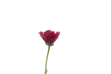 Fototapeta premium Chrysanthemum barolo red. Close up beautiful flower isolated on white studio background. Design elements for cutting. Blooming, spring, summertime, tender leaves and petals. Copyspace.
