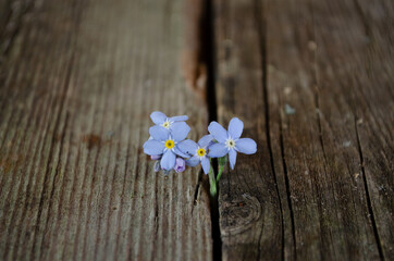 Obraz premium Flowers of red, white and blue lie on an old wooden surface.