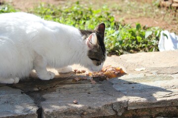 Stray cats eating cat food outside