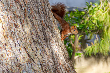 Red squirrel walking down a pine tree