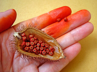 Hand holding annatto seeds (Bixa orellana)