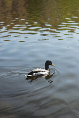 wild bird in the river shore. ducks swiming in the water.