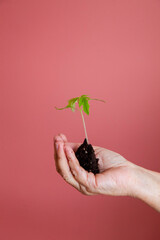 a young green sprout that is carefully held in the hands with earth on a pink background