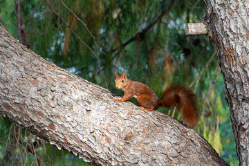 Red squirrel perched on a pine tree and looking at camera