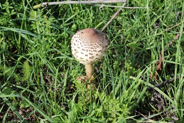 Forest mushrooms in Peloponnese, Greece.