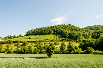 Naklejka premium Arlesheim, Weinberge, Eremitage, Wanderweg, Landwirtschaft, Schloss Birseck, Birseck, Burg, Ruine, Dornach, Spazierweg, Baselland, Frühling, Sommer, Schweiz
