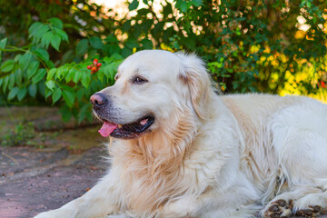 Labrador golden retriever dog in susnset time in a garden lying on a stone floor