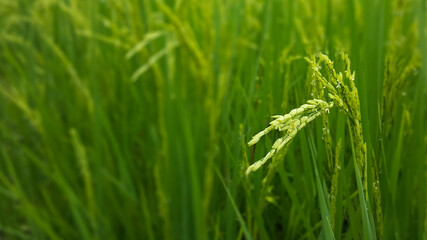 Rice field