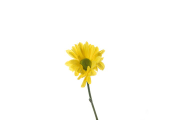 Chrysanthemum barolo yellow. Close up beautiful flower isolated on white studio background. Design elements for cutting. Blooming, spring, summertime, tender leaves and petals. Copyspace.