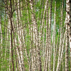 birch trunks background - Russian forest.
Russian beauty