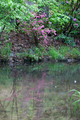 Azalea flowers outdoors