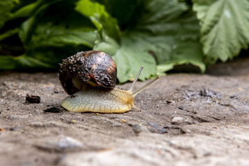 big grape snail closeup is crawling on the surface