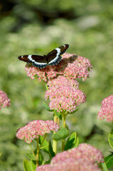 Graceful Admiral Butterfly lights upon a pink sedum flower in Ontario, Canada