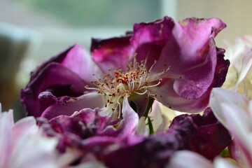 Stunning macro captures closeup dark pink aged rose from Ontario, Canada