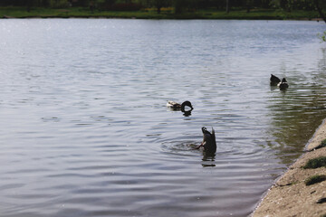 A flock of ducks swimming in a pond in the park. Summer photo