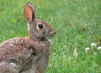 Brown rabbit in the grass eating clover in Ontario, Canada
