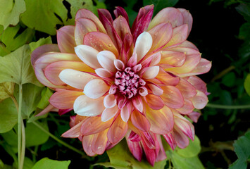 Captivating bright pink and yellow dahlia with raindrops in Ontario, Canada