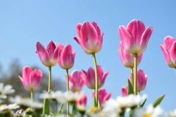 pink tulips against blue sky