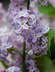 Gorgeous macro captures exquisite pale purple lilacs from Ontario, Canada