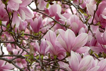 Pink magnolias flourish from a large magnolia tree during spring in Ontario, Canada