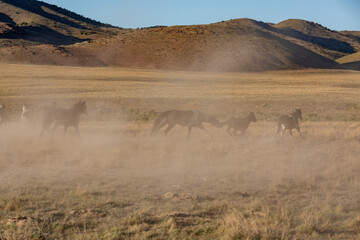 Wild Horses in Spring in the Utah Desert