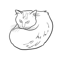 A cat is rolling into a ball 