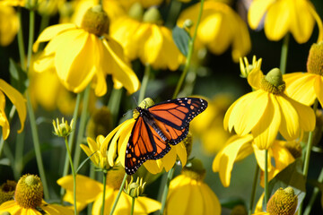 Monarch butterfly against a field of yellow sunflowers in Ontario, Canada