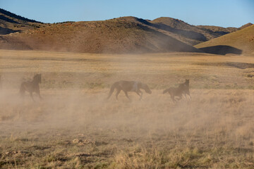 Wild Horses in Spring in the Utah Desert