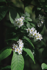 Bird cherry closeup. Bird-cherry tree in spring.