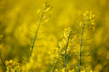 Obraz premium Canola oilseed rape flowers selective focus in field