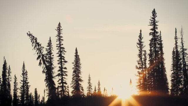 Yukon Territory, Alaska. Night camp of a canoe expedition to Alaska. Sun set between the trees on an artic afternoon.