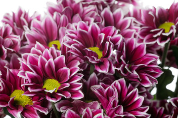 Chrysanthemum Haidar. Close up beautiful flower isolated on white studio background. Design elements for cutting. Blooming, spring, summertime, tender leaves and petals. Copyspace.