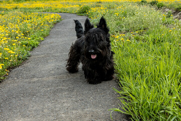 Puppy Scottish Terrier walks on a trail in the grass