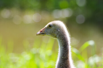 little goslings walking on young green grass