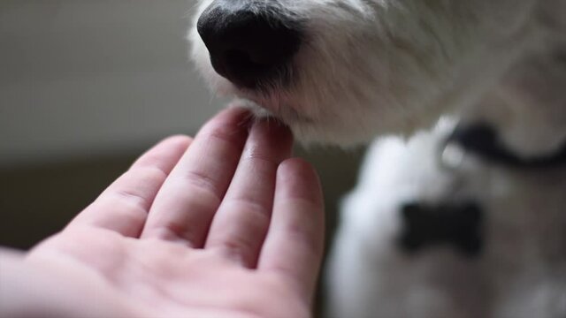 A Sheepadoodle Puppy Dog Licking A Boy's Hand That Is Put Out In Front Of Him