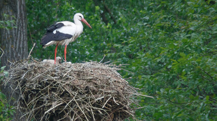 Storch mit Nachwuchs im Nest