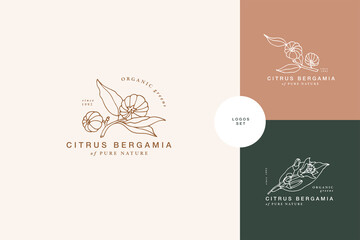 Vector illustration citrus bergamia branch - vintage engraved style. Logo composition in retro botanical style.
