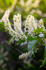 Blooming fruit tree with fragrant white flowers with large petals