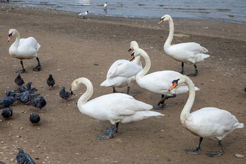 Swans on the sandy beach