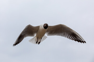 flying common seagull